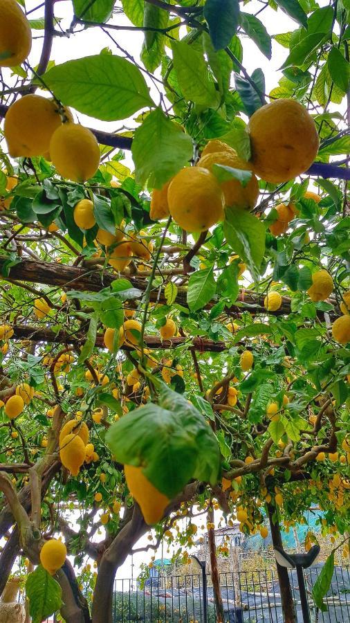 Il Limoneto Di Lulu, Holidays Among The Lemon Trees Minori Exterior foto